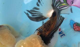 沈阳宠物用品批发