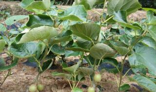 猕猴桃价格 猕猴桃价格