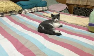 小年下雪有什么预兆