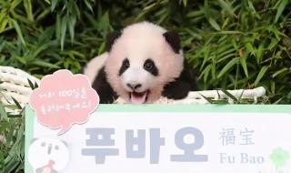 大熊猫华妮生下双胞胎 大熊猫华妮生下双胞胎