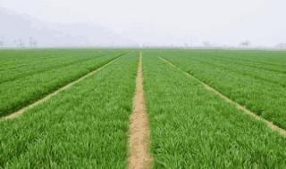 新小麦多少钱一斤