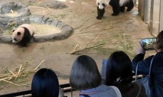 日本推迟送回大熊猫 日本推迟送回大熊猫