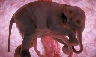 胎儿在肚子里的样子