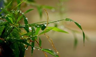三月里的小雨原唱 三月里的小雨原唱
